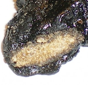 absorbed asphalt 002 - cropped